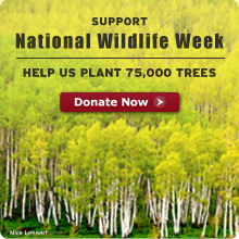 Help NWF plant 75,000 trees. Donate Now!